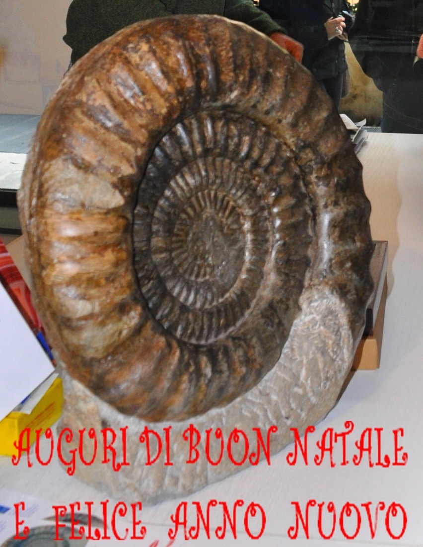 auguri dal museo mineralogico